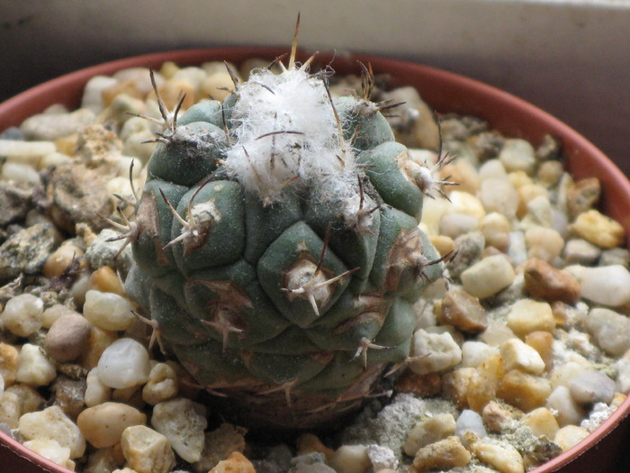 Turbinicarpus lophophoroides - CACTACEAE - diverse specii si genuri