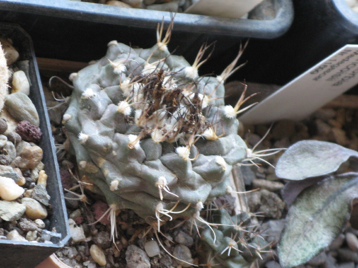 Turbinicarpus swobodae - CACTACEAE - diverse specii si genuri