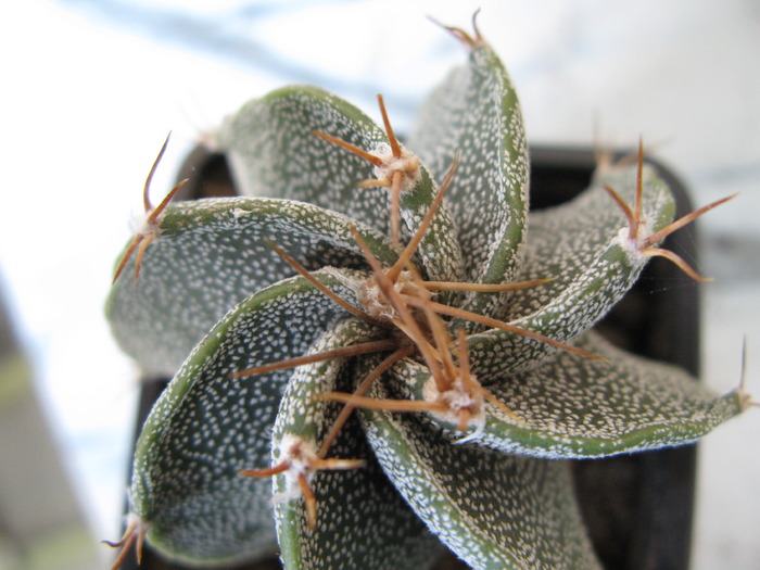 Astrophytum ornatum - CACTACEAE - diverse specii si genuri