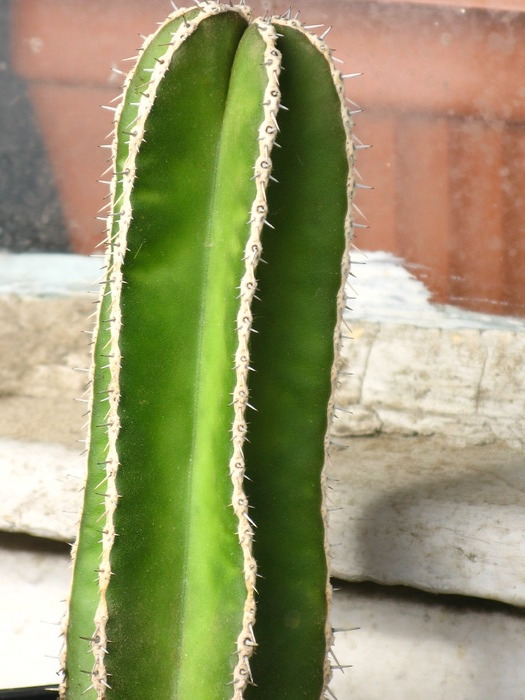 Stenocereus marginatus - CACTACEAE - diverse specii si genuri