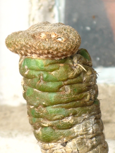 Puna clavarioides forma cristata - CACTACEAE - diverse specii si genuri