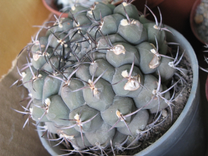 Gymnocalycium saglionis - CACTACEAE - diverse specii si genuri