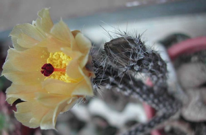 Pterocactus-tuberosus - CACTACEAE - diverse specii si genuri