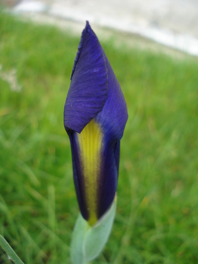 Iris Blue Magic (2010, May 22)
