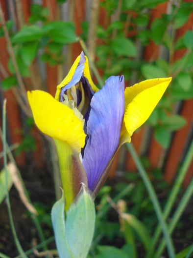 Iris Oriental Beauty (2010, May 24)