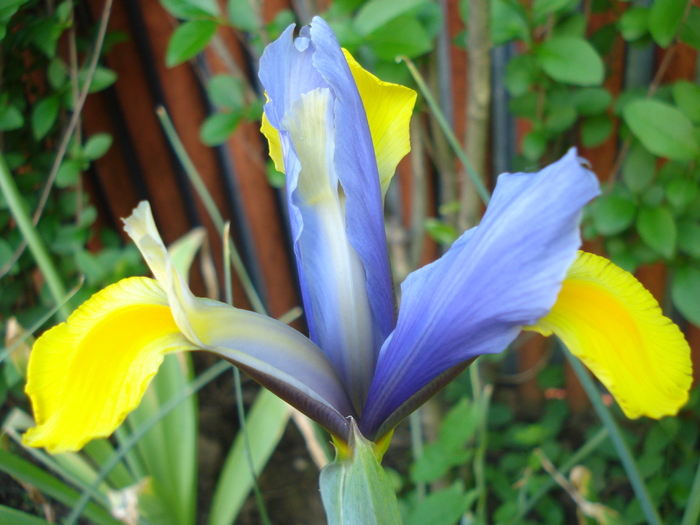Iris Oriental Beauty (2010, May 25) - Iris Oriental Beauty