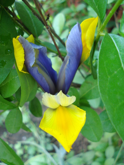 Iris Oriental Beauty (2010, May 25)