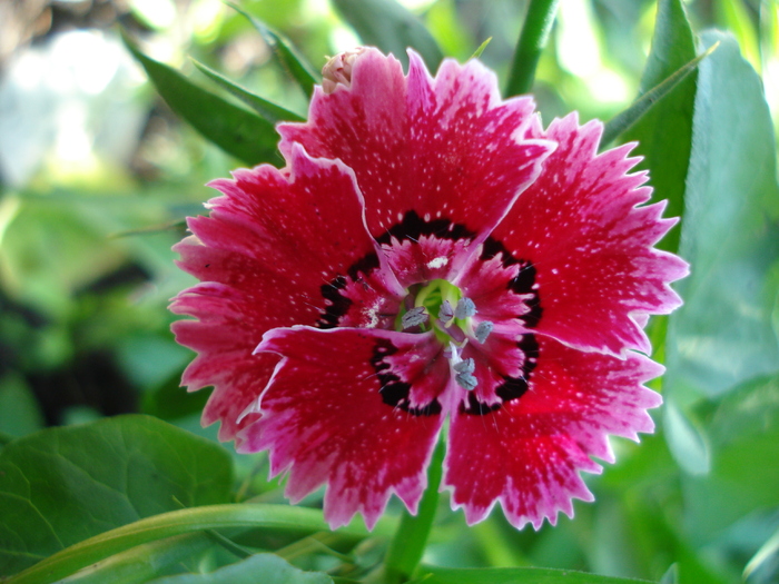 Dianthus chinensis (2010, May 14) - Dianthus Chinensis