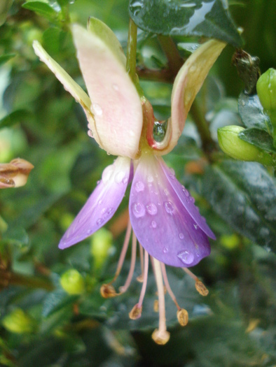 Fuchsia Violette (2010, May 21)