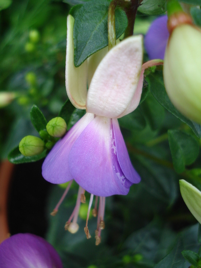 Fuchsia Violette (2010, May 23)