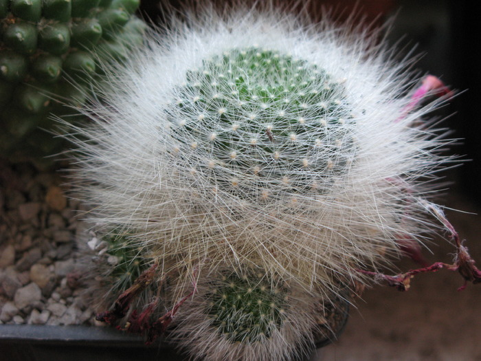 REBUTIA seniles - CACTACEAE - diverse specii si genuri