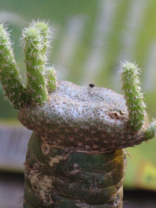 Puna clavarioides fma cristata - CACTACEAE - diverse specii si genuri