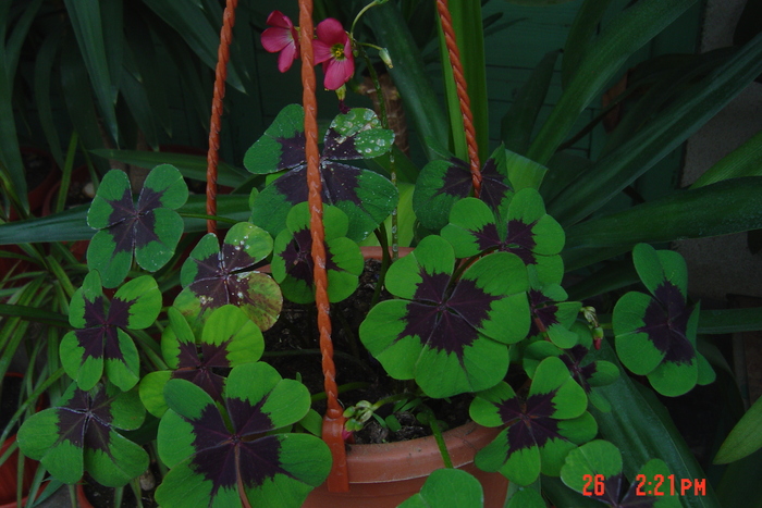 oxalis - MUSCATE CURGATOARE 2010-2011