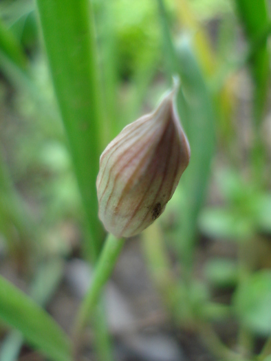 Allium oreophilum (2010, May22)