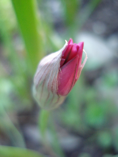 Allium oreophilum (2010, May25)