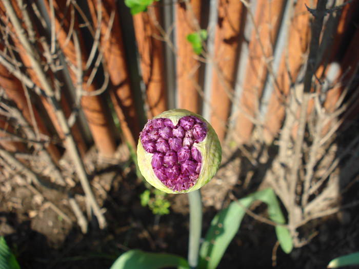 Allium Purple Sensation (2009, April 28)