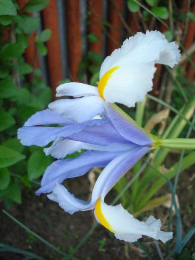 Iris Silvery Beauty (2010, May 29)