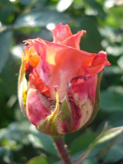 Rose Artistry (2010, May 27)