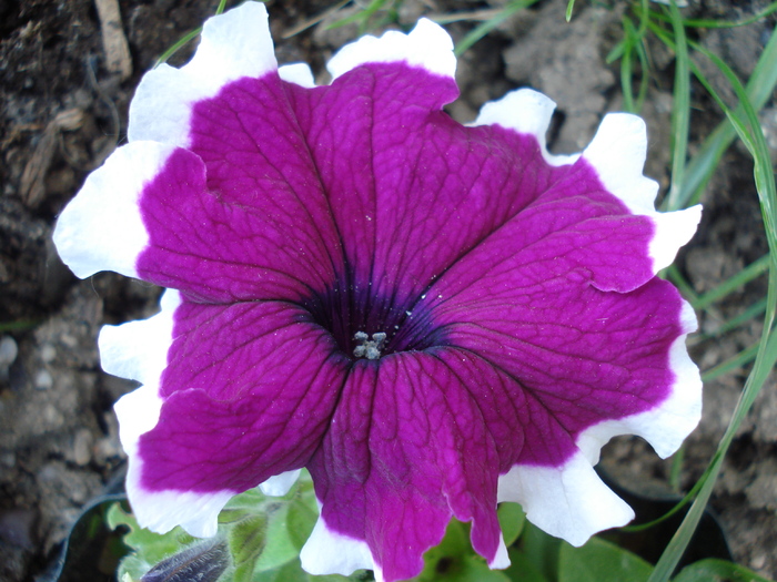 Violet & White Petunia (2010, May 28)