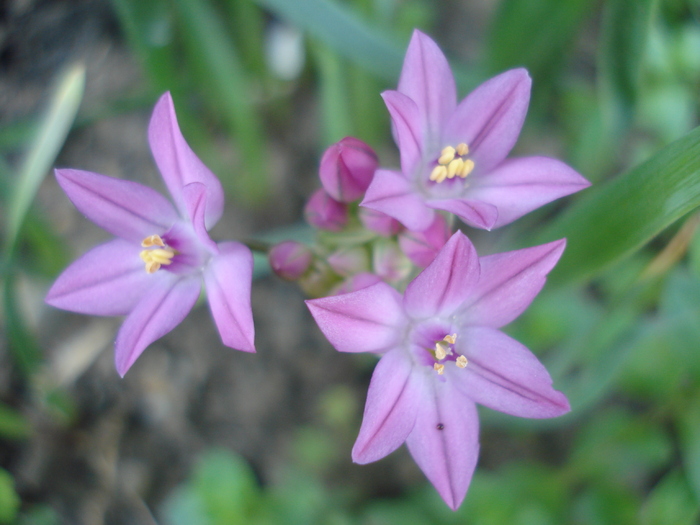 Allium ostrowskianum (2010, May28) - Allium oreophilum