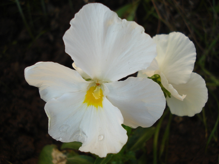 Delta Pure White pansy, 24may2010