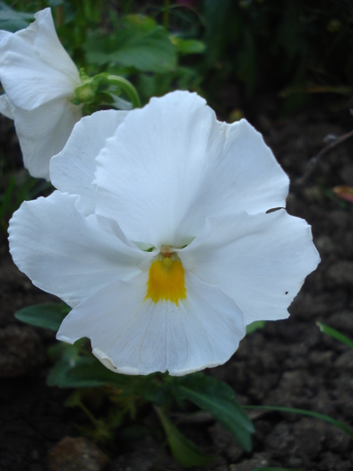 Delta Pure White pansy, 28may2010