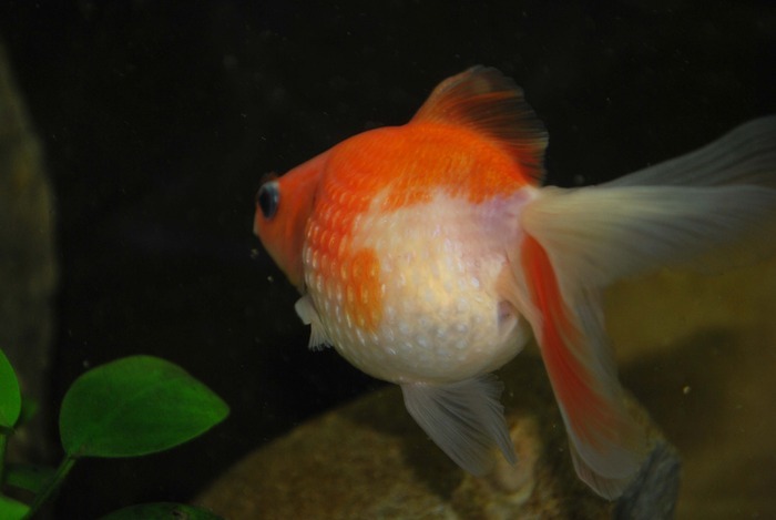 12203213_RDNLEACSV - My Goldfish