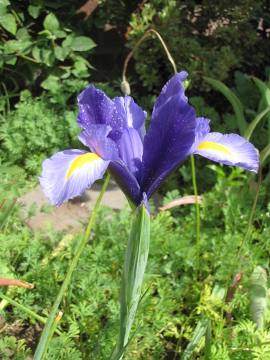 Iris 29 mai 2010 (1)