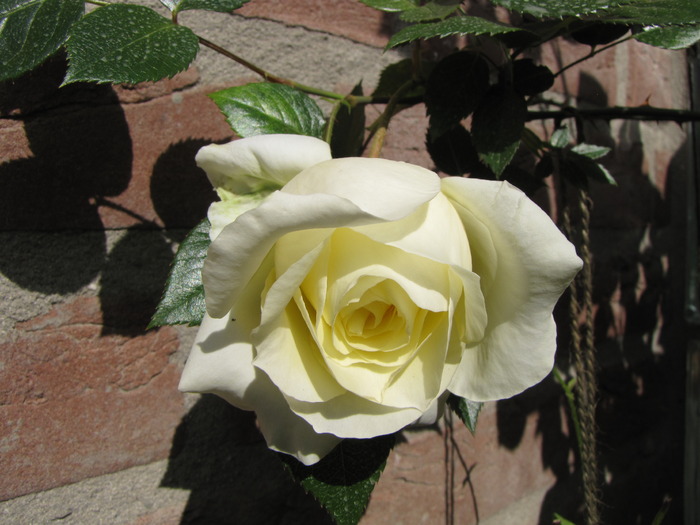 Trandafir Elfe 29 mai 2010 (1)