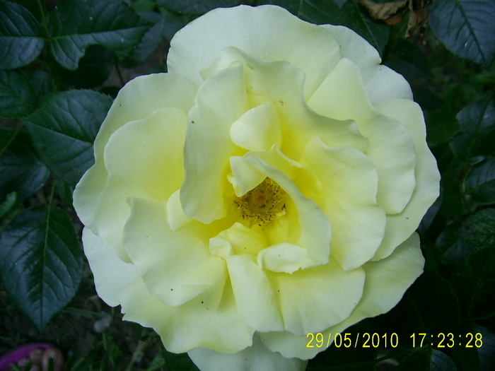 PIC_0078 - Trandafirii lui Tusi