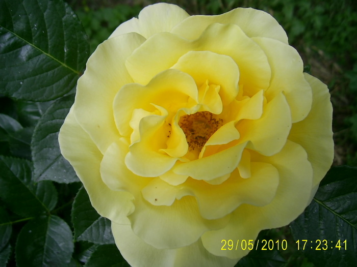PIC_0080 - Trandafirii lui Tusi