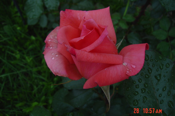 trandafir rosu - trandafiri 2010