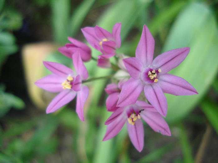 Allium oreophilum (2010, May29)
