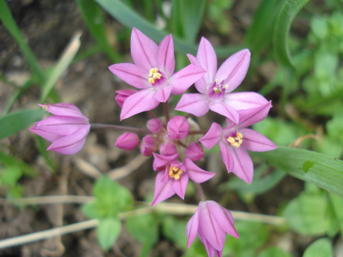 Allium oreophilum (2010, May30)