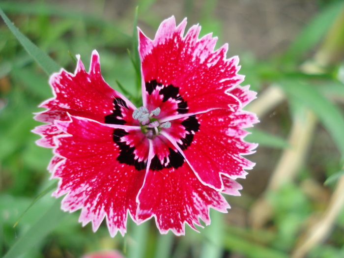 Dianthus chinensis (2010, May 30) - Dianthus Chinensis