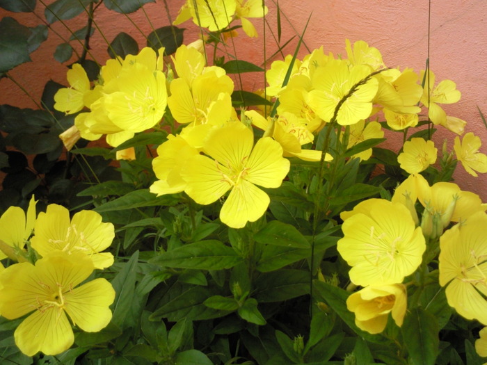 Oenothera fructicosa - Plantele mele de terasa si exterior