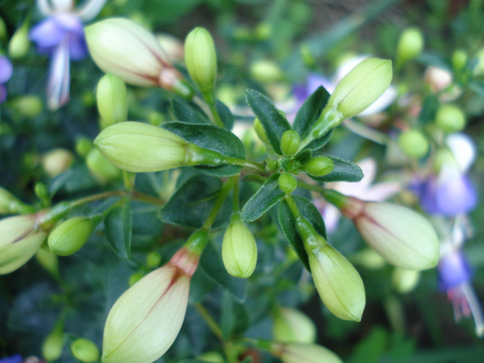 Fuchsia Violette (2010, May 26)