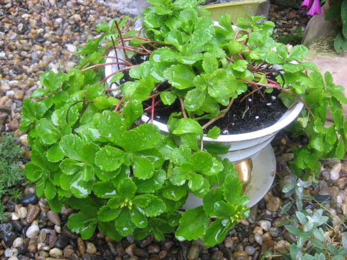 sedum floriferum - plante de gradina si terasa 2010