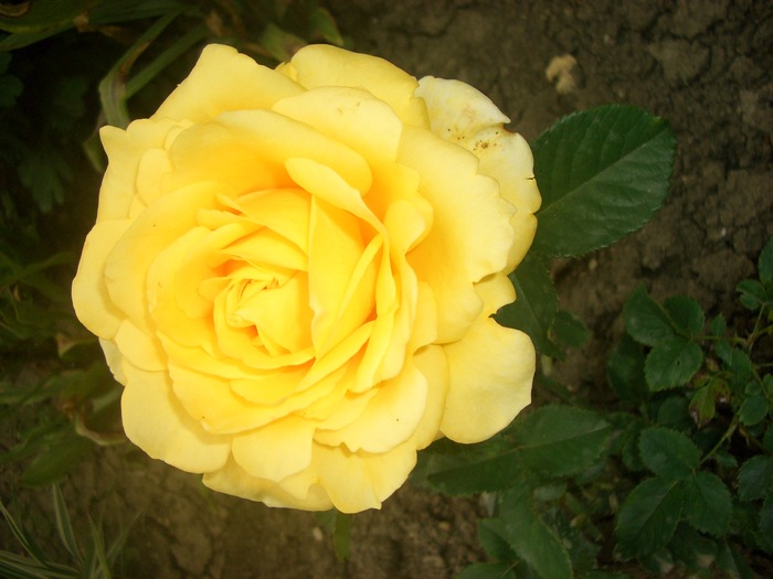 galben - trandafiri 2010