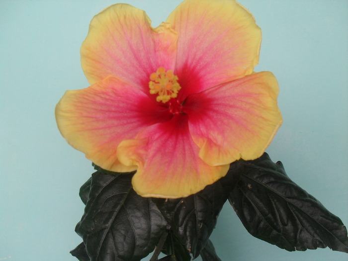 HIBISCUS TIVOLI  (multumesc Danuta!)