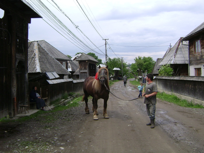 Puiu pe ulita