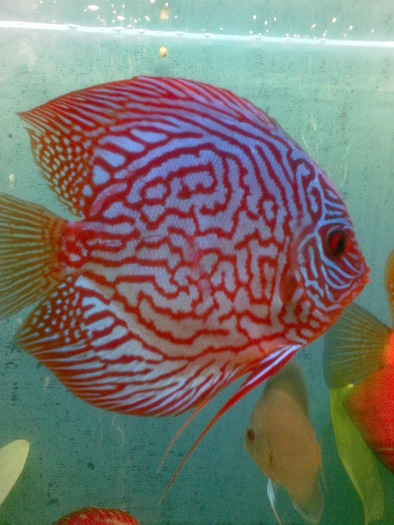 discus