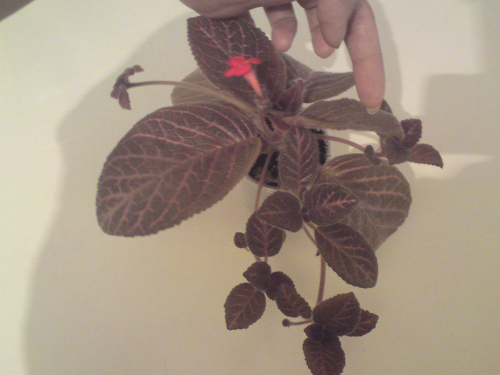 Kee Wee (2) - Episcia