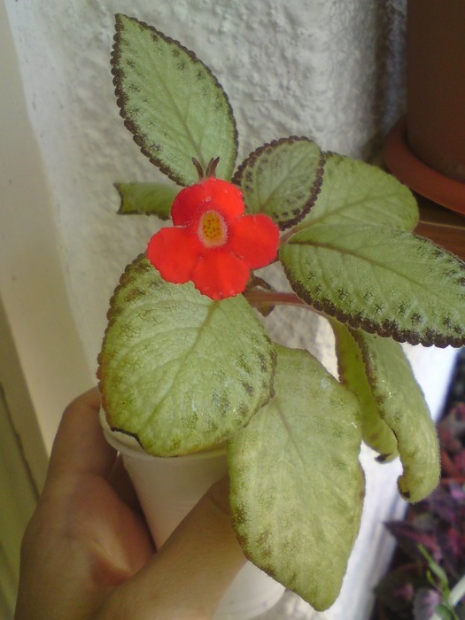 Episcia (1) - Episcia