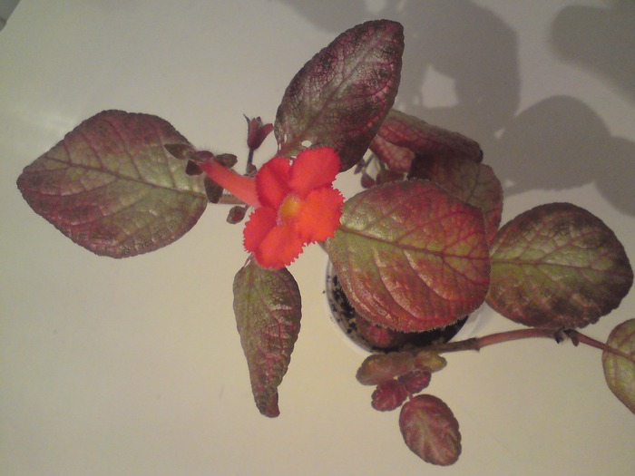 Sea Foam - Episcia