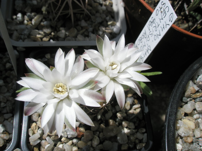 Gymno damsii centrispinum - flori - Gymnocalycium