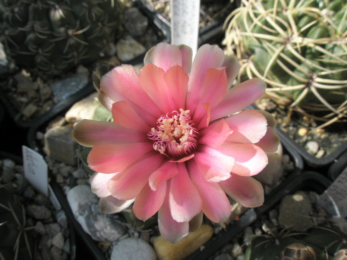 Gymnocalycium flori roz - 05.06 - Gymnocalycium