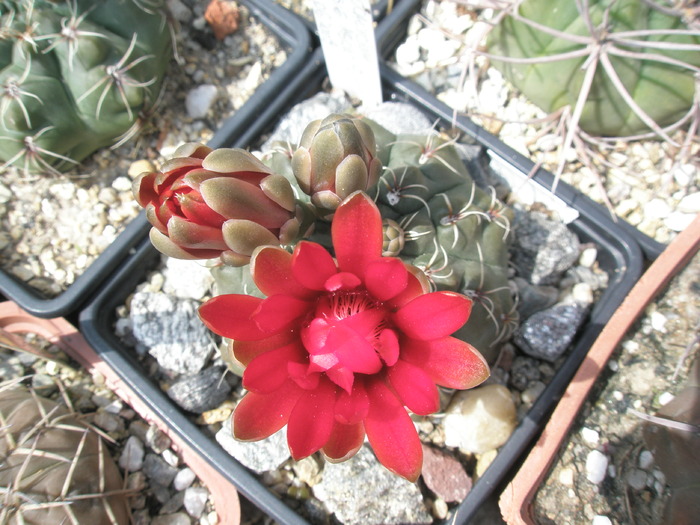 Gymnocalycium floare rosie ascutita inca nedeschisa - Gymnocalycium