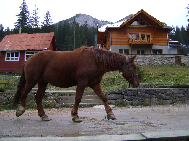 DSC07655 - VIDRARU-BICAZ