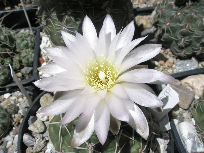 Gymnocalycium denudatum - floare - Gymnocalycium